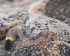 Marmot in rocks