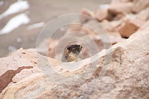 Marmot In The Rocks