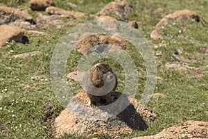 Marmot in Rocky Mountains