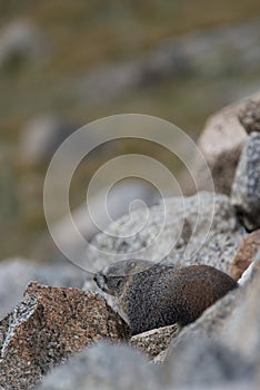 Marmot rodent in the rocks on mountain