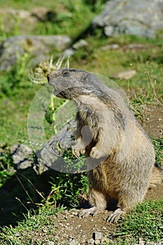 Marmot screaming - Saas Fee, landmark attraction in Switzerland