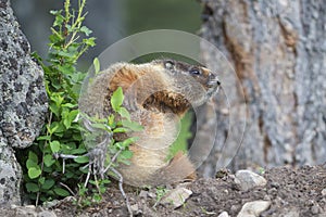 Marmot with seven year itch