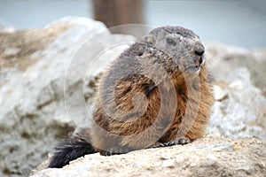 Marmot sitting on cliff