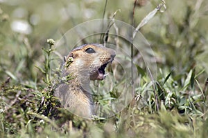 Marmot sitting in the grass and screaming about the dangers