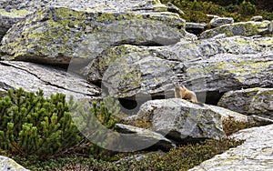 Marmot sitting on rock in mountain