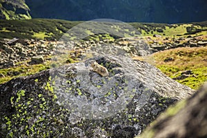 .Marmot sitting on the rock in the mountains. Alpine style landspace with wild whistler on the stone in the summer photo