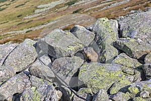 Marmot sitting on stones in Tatra mountains