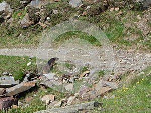 Marmot in the spring alps