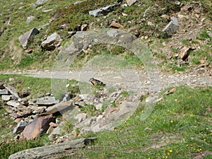 Marmot in the spring alps