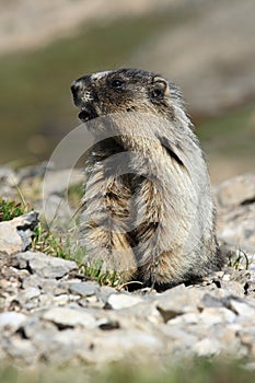 Marmot almost Standing