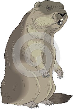 Marmot Standing Illustration