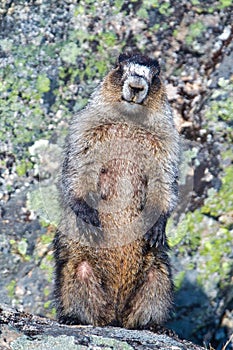 Marmot Standing On A Rock Ledge