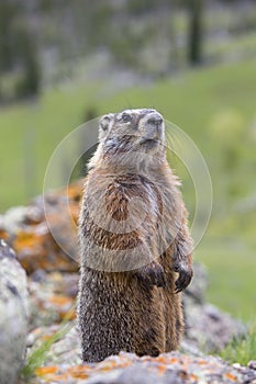 Marmot standing up looking curious