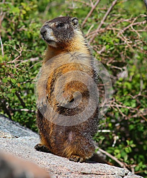 Marmot Standing Up on a Rock