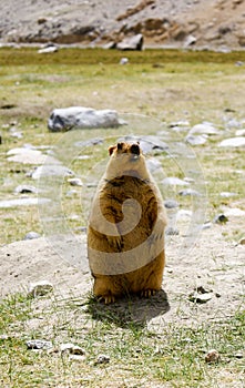 A Marmot standing upright on its hind legs.