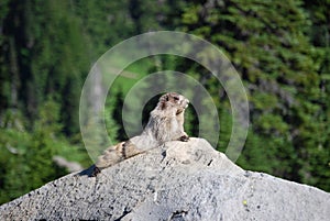 Marmot sunning