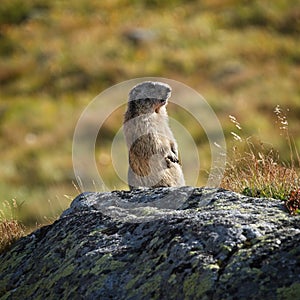 Tatra marmot