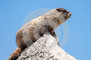 Marmot at the top of Mt. Evans