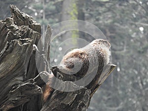 A marmot on tree in Sequoia National Park