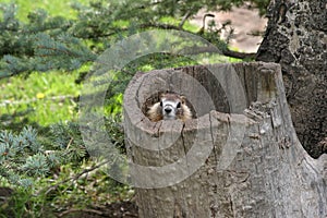 Marmota en un árbol tocón de árbol 