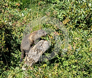 Marmot worm in the sunlight