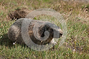 Marmota