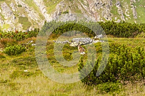 Marmota marmota latirostris