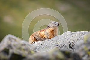 Marmota marmota latirostris atop a large rock in a park setting