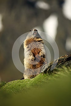 Marmota marmota. Photographed in Austria. Free nature. Mountains.