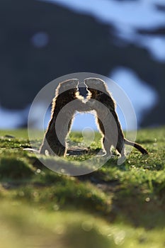 Marmota marmota. Photographed in Austria. Free nature. Mountains.