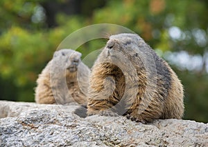 Marmots