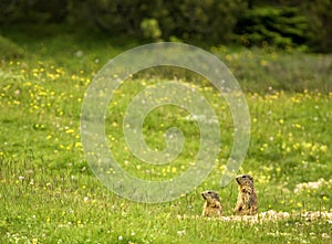 Marmots of the Dolomites