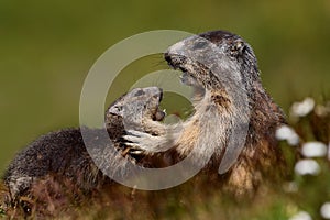 Marmots fight