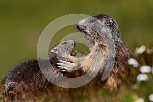 Marmots fight photo