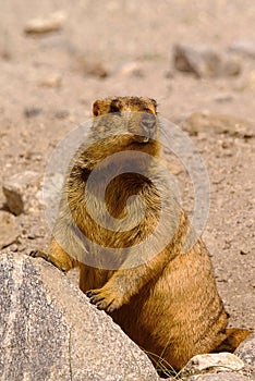 Marmots, large squirrel, genus Marmota, Ladakh, Jammu and Kashmir