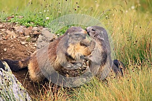 Marmots playing