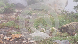 Marmots playing in tall mountain grass