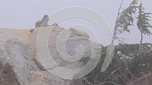 Marmots resting laying on a rock