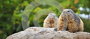 marmots resting on a stone