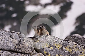 Marmots on the rocks. Tatry