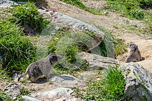 Marmots at Spielboden in the canton of Valais Switzerland