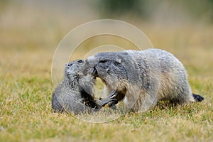 Marmotta photo