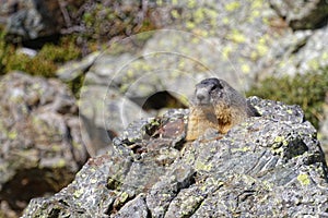 A look at the camera from the groundhog photo