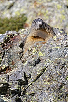 A marmotta looks at the camera photo
