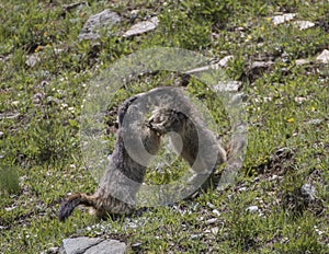 Marmot photo