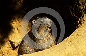 MARMOTTE DES ALPES marmota marmota