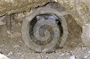 MARMOTTE DES ALPES marmota marmota