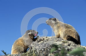 MARMOTTE DES ALPES marmota marmota