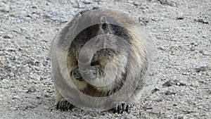 Marmotte photo