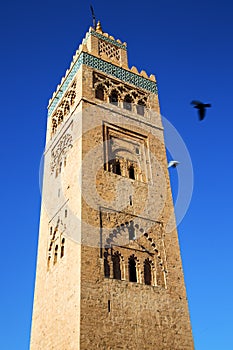 in maroc africa minaret and the bird